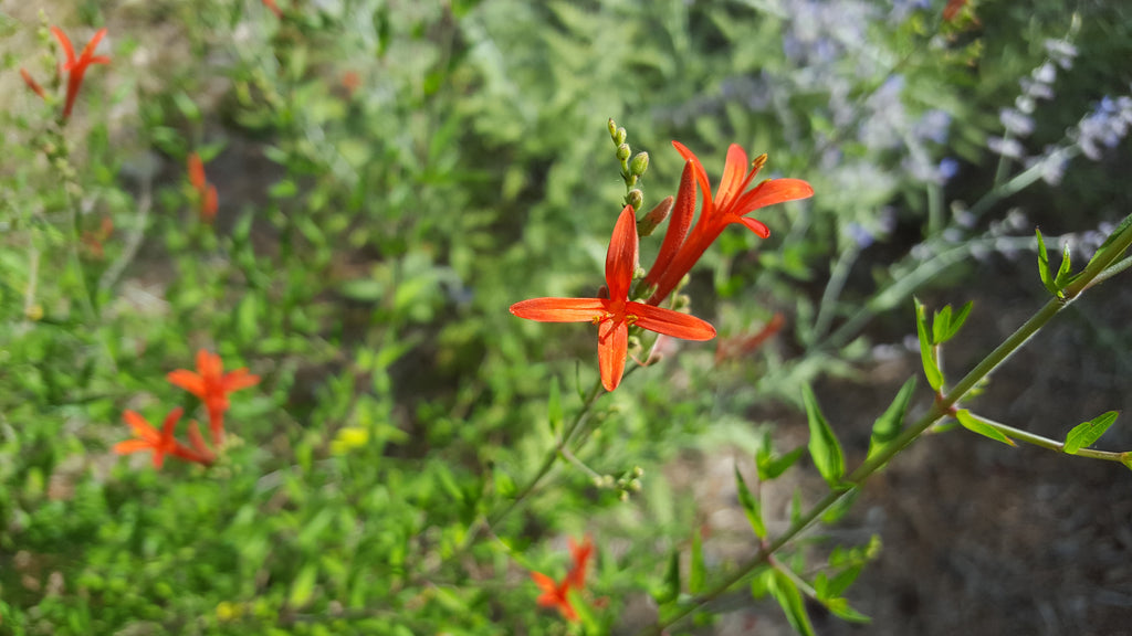 Hummingbird bush (Anisacanthus quadrifidus var. wrightii)