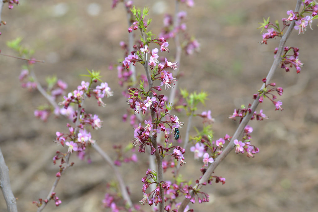 Mexican Buckeye (Ungnadia speciosa)