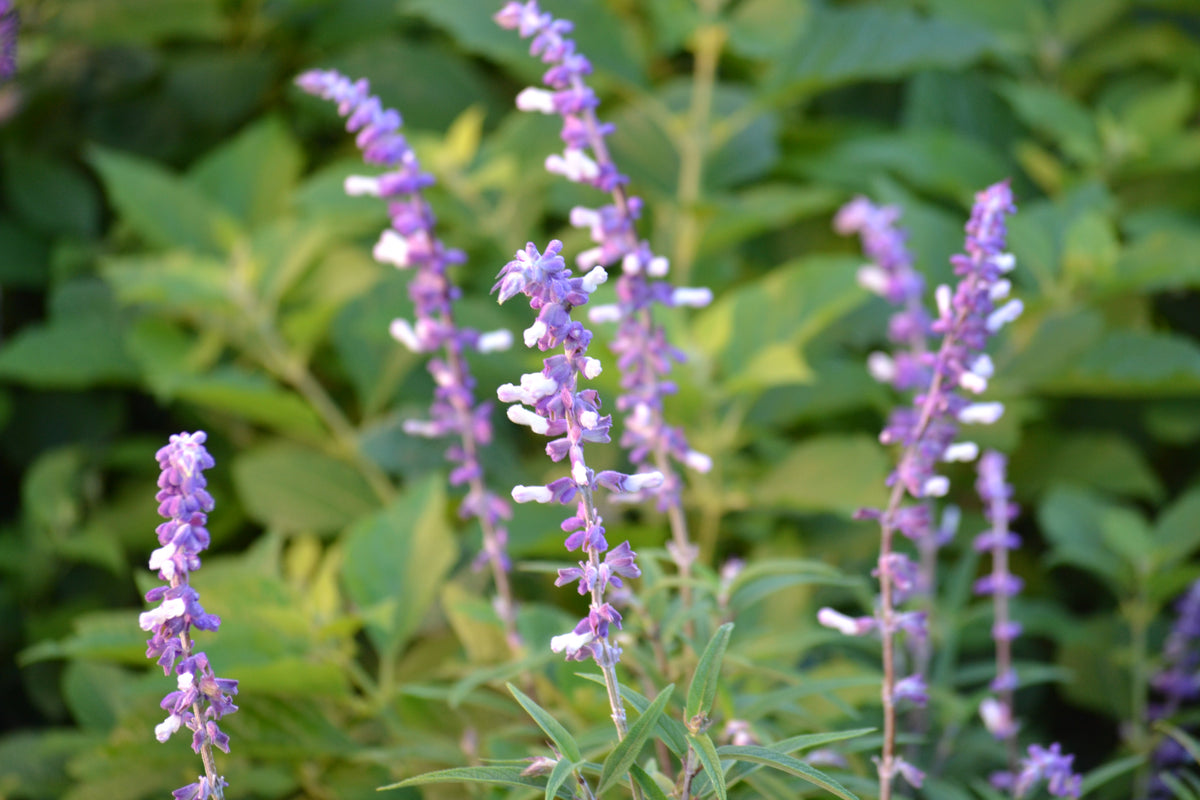 Mexican Bush Sage (Salvia leucantha)