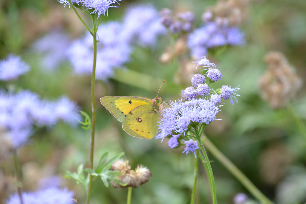 Gregg's Mistflower (Conoclinium greggii)