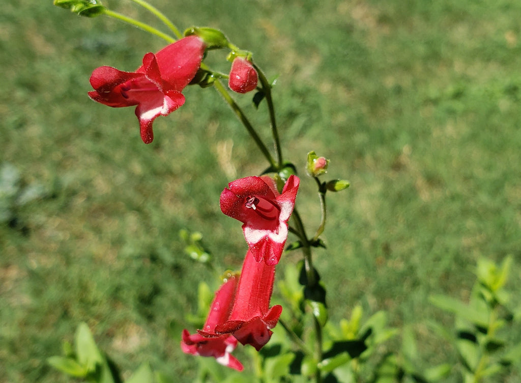 Rock Penstemon (Penstemon baccharifolius)