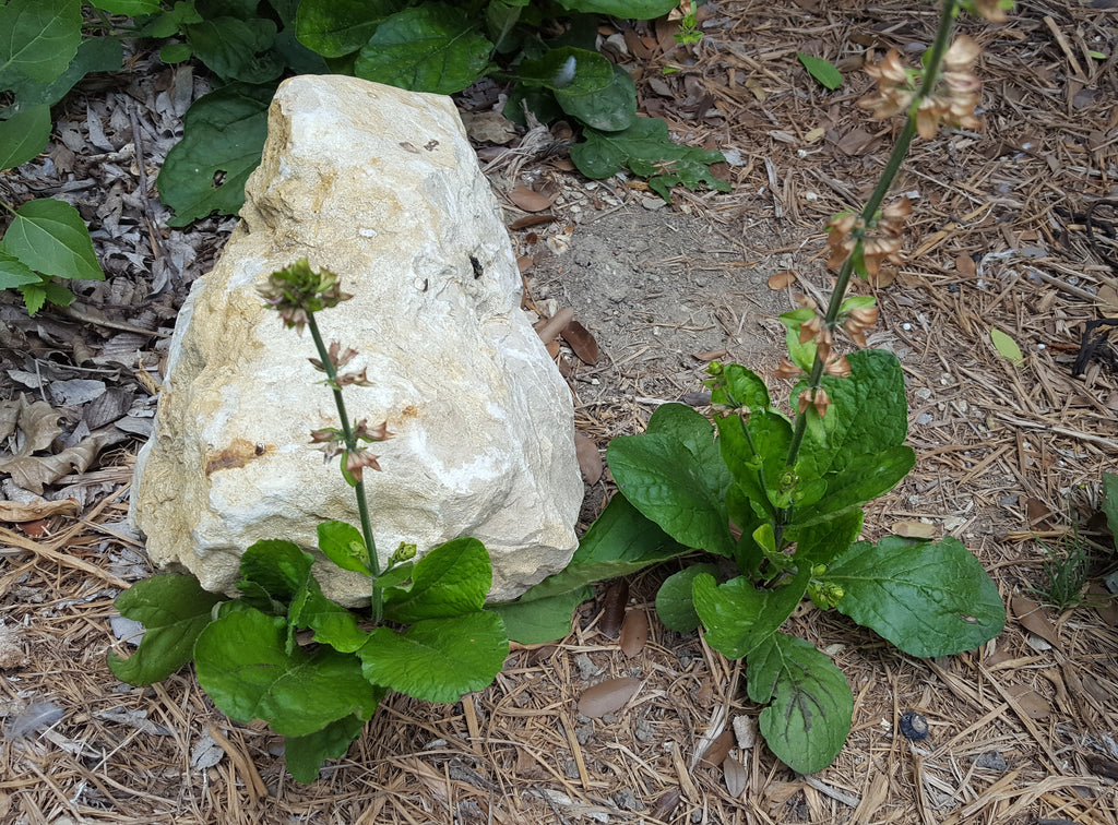 Lyreleaf sage (Salvia lyrata)