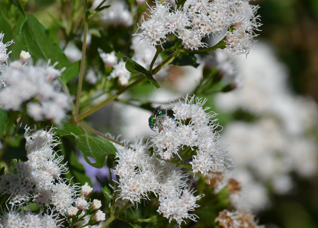 Shrubby boneset (Ageratina havanensis)