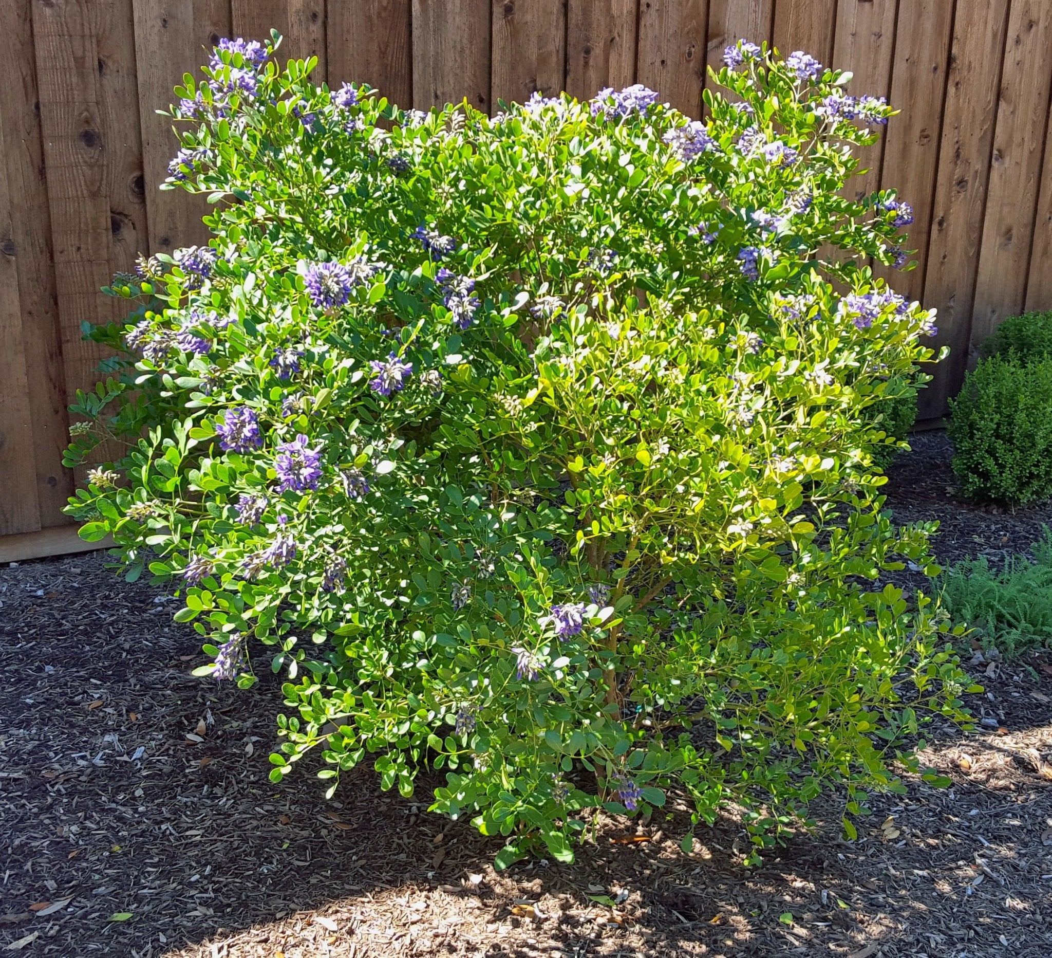 Texas mountain laurel (Sophora secundiflora)