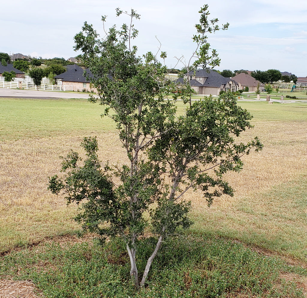 Diospyros texana (Texas Persimmon)