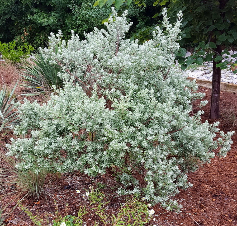 Texas sage (Leucophyllum frutescens)