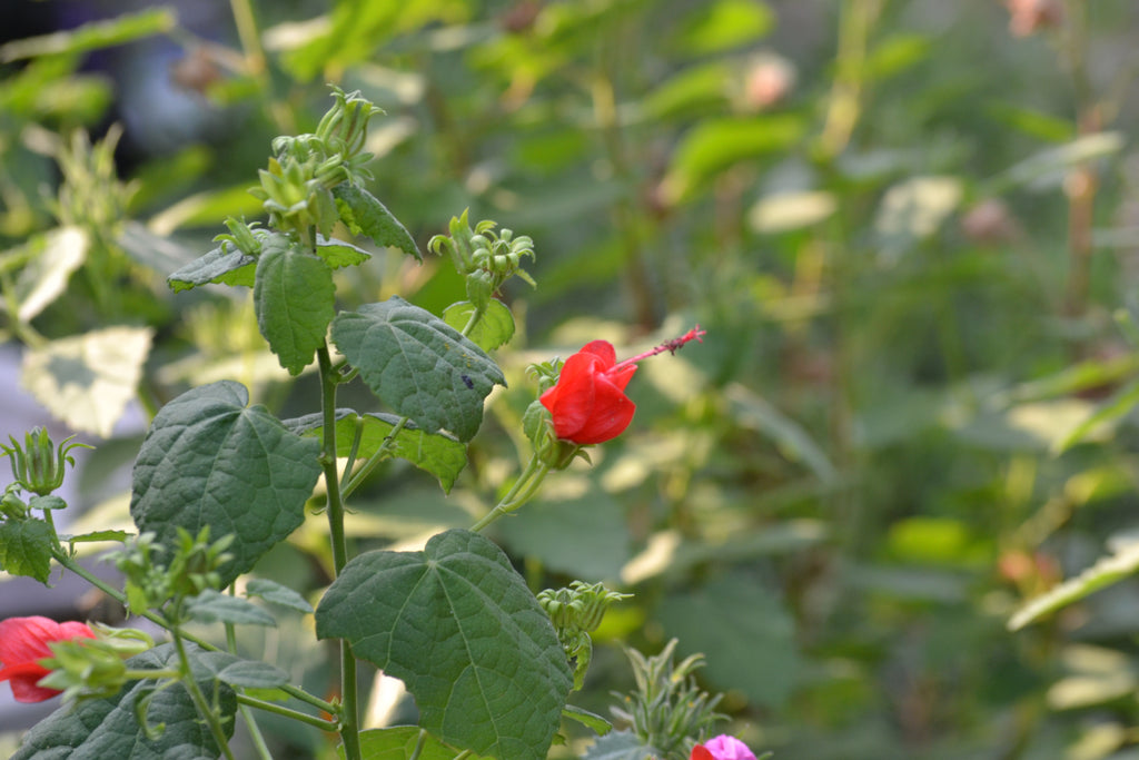 Turk's cap (Malvaviscus arboreus var. drummondii)