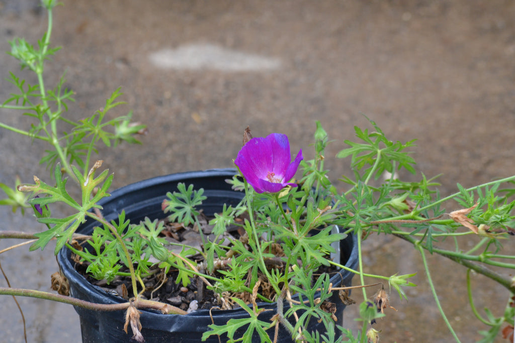 Callirhoe involucrata (Winecup)