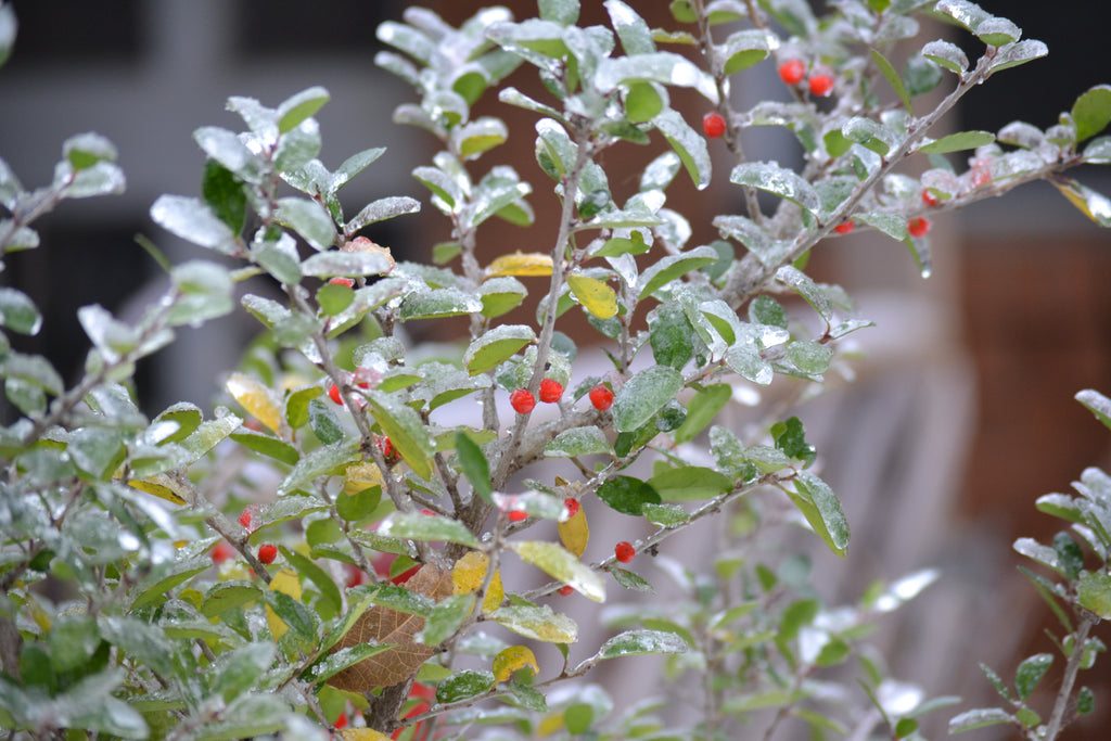 Yaupon holly (Ilex vomitoria)