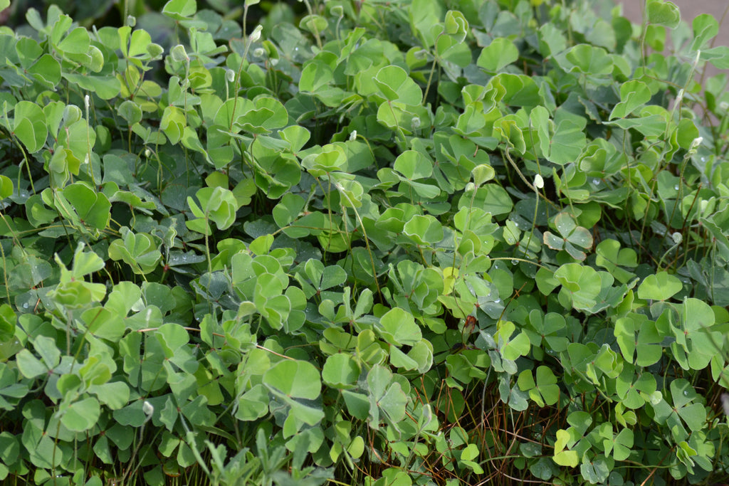 Clover Fern (Marsilea macropoda)