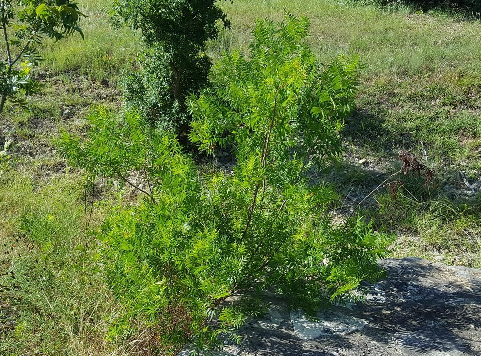 Flameleaf sumac Rhus lanceolata