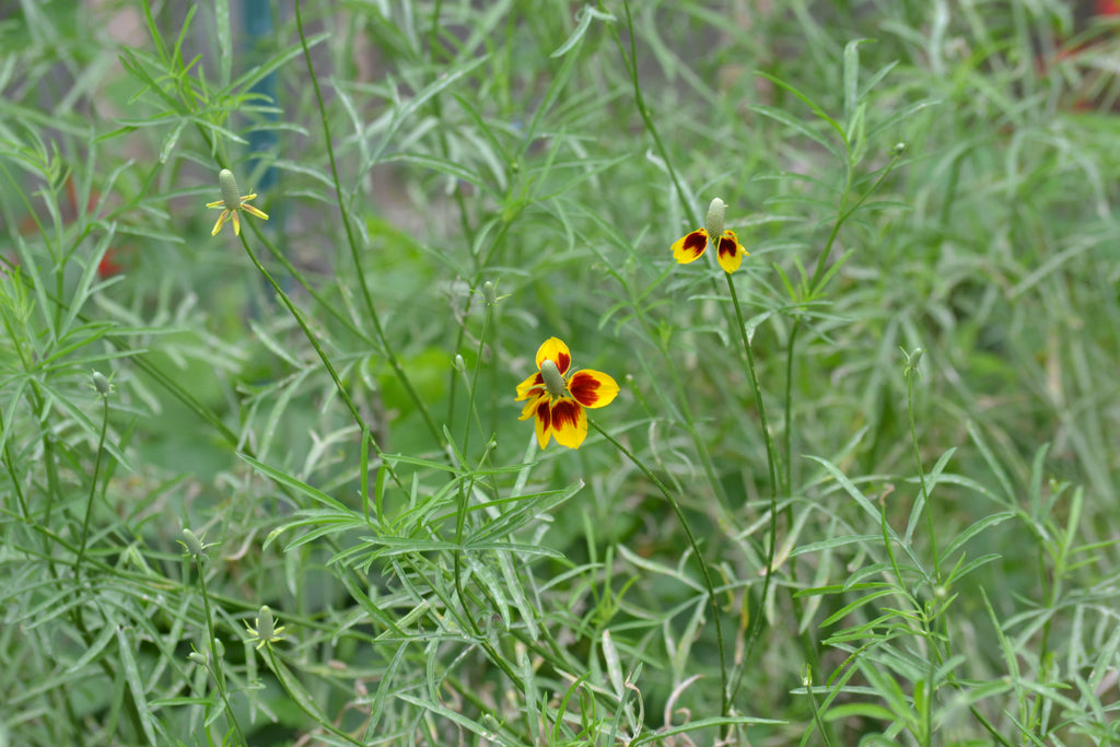 Mexican Hat (Ratibida columnifera)