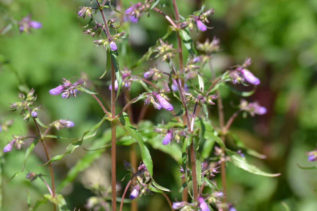 Gulf Coast Penstemon (Penstemon tenuis)