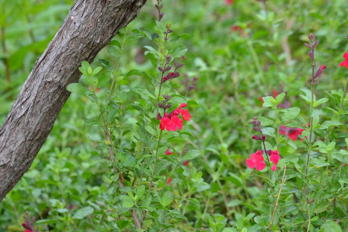 Salvia greggii red (Autumn Sage red)