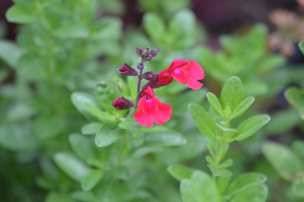 Salvia greggii red (Autumn Sage red)