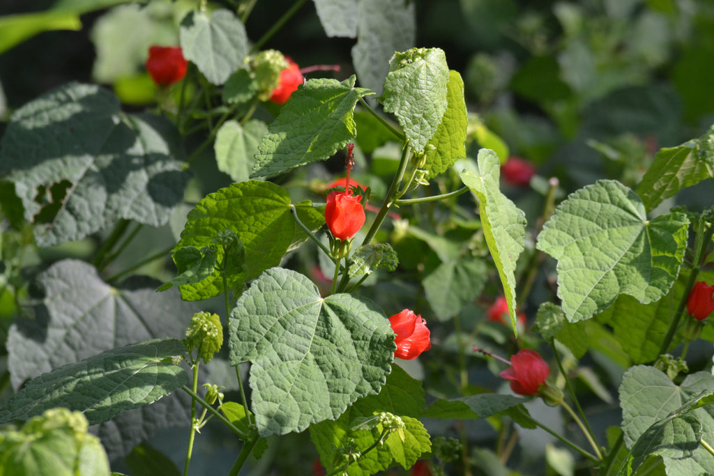 Turk's cap (Malvaviscus arboreus var. drummondii)